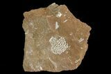 Ordovician Bryozoans (Chasmatopora) Plate - Estonia #73457-1